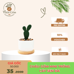 Chậu gốm mini trồng cây sen đá – Thiết kế tối giản, tinh tế